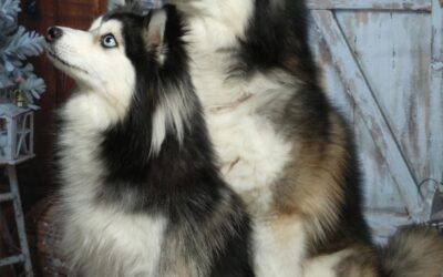 Le Puppy Yoga : Quand la Détente Rencontre la Tendresse